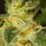 Cannabis seed variety Auto Critical Kush Feminised Silver