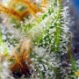 Cannabis seeds CRYSTAL CANDY F1 FAST VERSION® from Sweet Seeds