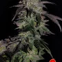 Насіння конопель GG4 Sherbet FF від Fast Buds