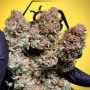 Cannabis seeds Z-Up Auto™ from Fast Buds