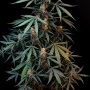 Насіння конопель Original AUTO NORTHERN LIGHTS від Fast Buds