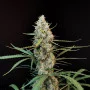 Cannabis seeds Original JACK HERER Auto from Fast Buds