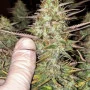 Насіння конопель GREEN CRACK Auto від Fast Buds