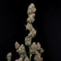 Семена конопли Original AUTO AK от Fast Buds
