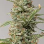 Cannabis seeds Z-Up Auto™ from Fast Buds