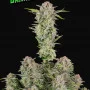 Насіння конопель BRUCE BANNER Auto від Fast Buds