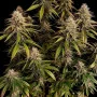 Семена конопли GORILLA MELON ™ от Fast Buds
