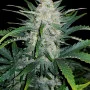 Семена конопли RHINO RYDER Auto от Fast Buds
