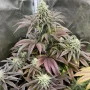 Насіння конопель RAINBOW MELON ™ від Fast Buds