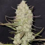 Cannabis seeds TROPICANA Cookies Auto from Fast Buds