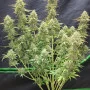 Семена конопли Original AUTO MOBY DICK от Fast Buds