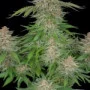 Cannabis seeds STRAWBERRY PIE Auto from Fast Buds