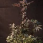 Семена конопли LEMON CHERRY RUNTZ ™ от Fast Buds