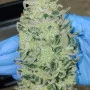 Насіння конопель BRUCE BANNER Auto від Fast Buds