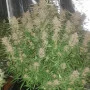 Насіння конопель STARDAWG Auto від Fast Buds