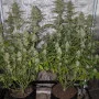 Cannabis seeds Z-Up Auto™ from Fast Buds