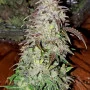 Насіння конопель Original AUTO SKUNK від Fast Buds