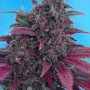 Семена конопли DARK DEVIL AUTO® от Sweet Seeds
