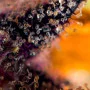 Семена конопли DARK DEVIL AUTO® от Sweet Seeds