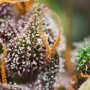 Семена конопли DARK DEVIL AUTO® от Sweet Seeds