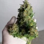 Насіння конопель GIRL SCOUT COOKIES Auto від Fast Buds