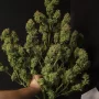 Cannabis seeds GORILLA COOKIES Auto from Fast Buds