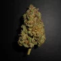 Семена конопли LEMON AK Auto от Fast Buds