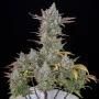 Cannabis seeds GORILLA COOKIES Auto from Fast Buds