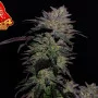 Насіння конопель GG4 Sherbet FF від Fast Buds
