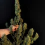 Семена конопли Original AUTO SOUR DIESEL от Fast Buds