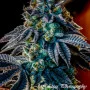 Семена конопли Original AUTO JACK HERER от Fast Buds