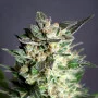Cannabis seed variety Diesel Glue of Kannabia Seeds