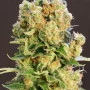 Cannabis seed variety Diesel Glue of Kannabia Seeds