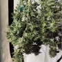 Сорт семян каннабиса Divine Sativa