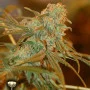 Сорт насіння канабісу Lemon Skunk Feminised Gold