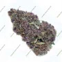 Сорт семян каннабиса Frisian Dew Feminised Silver