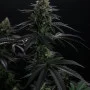 Насіння конопель BISCOTTI GELATO™ від Fast Buds