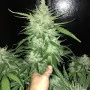Cannabis seeds CBD Auto 1:1 (CBD CRACK) from Fast Buds