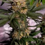 Cannabis seeds BLUE DREAM Auto from Fast Buds