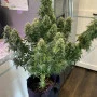 Насіння конопель Original AUTO TRAINWRECK від Fast Buds