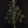 Cannabis seeds Original NORTHERN LIGHTS Auto from Fast Buds