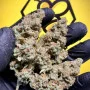 Cannabis seeds Z-Up Auto™ from Fast Buds
