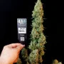 Семена конопли Original AUTO JACK HERER от Fast Buds