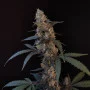 Семена конопли Original BUBBLEGUM Auto от Fast Buds