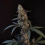 Семена конопли Original AUTO BUBBLEGUM от Fast Buds