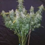 Семена конопли SIX SHOOTER Auto от Fast Buds