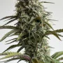 Насіння конопель Original AUTO SKUNK від Fast Buds