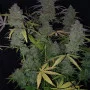 Семена конопли ORANGE SHERBET Auto от Fast Buds