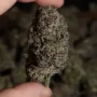 Семена конопли LEMON CHERRY RUNTZ ™ от Fast Buds