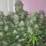 Семена конопли West Coast O.G. Auto от Fast Buds